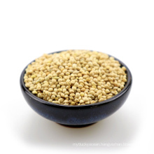 White millet seed